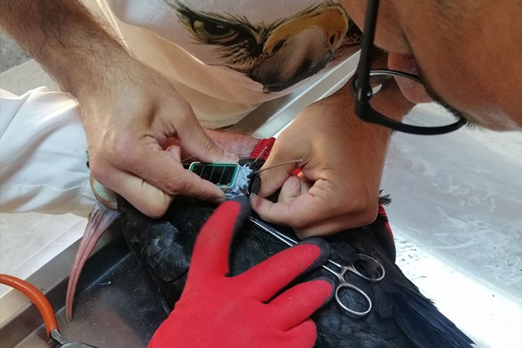 Kelaynakların göç yolculuğu takip altında