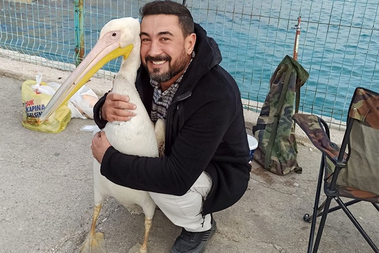 Mersin'de balıkçılar yanlarına gelen pelikanı besledi