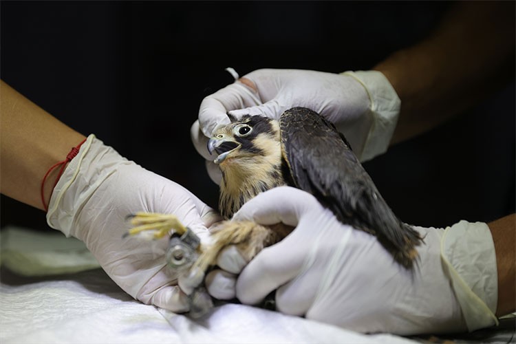 Kaçakçıların elinden kurtarılan doğan yavrusu doğaya salınacak