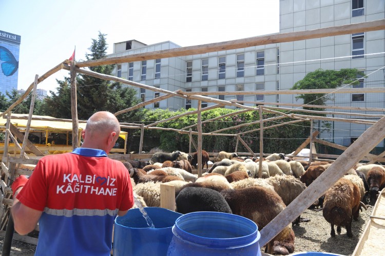 Kurbanlar pazar yerinde alıcılarını bekliyor