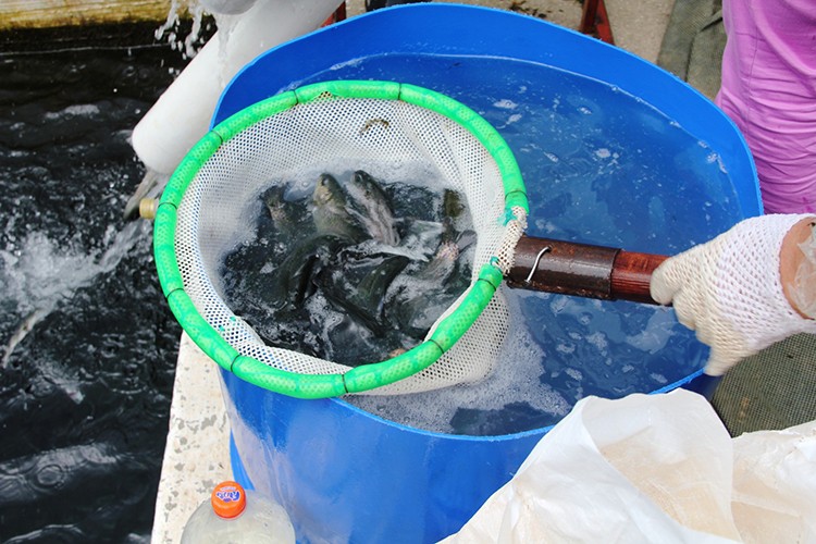 Muğla'nın su ürünleri ihracatı geçen yıl 500 milyon doları aştı