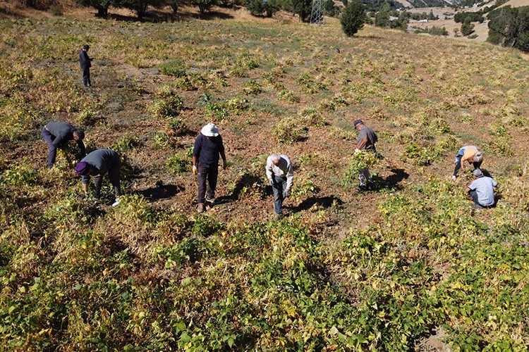 Yedisu horoz kuru fasulyesinde rekolte katlanıyor