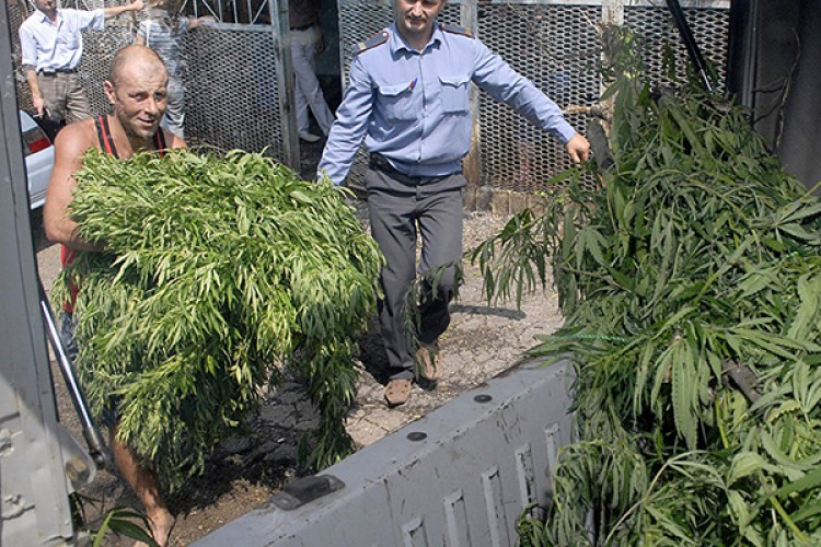 Rusya'da haşhaş yetiştiriciliği yasallaşabilir