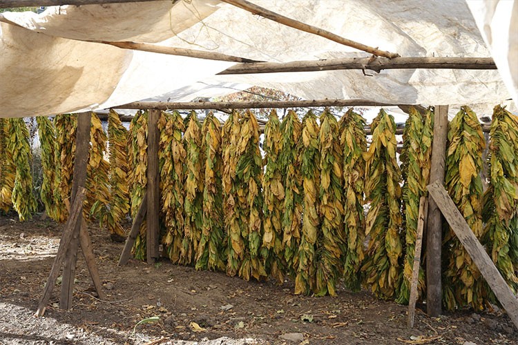 Tütün üreticileri 60 bin ton ihracat hedefliyor