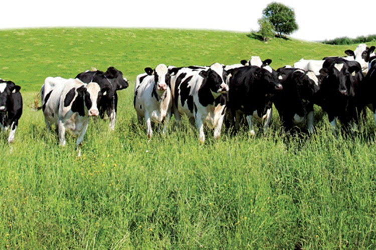 Büyükbaş sayısı 17,2 milyon, küçükbaş sayısı 58,2 milyon oldu