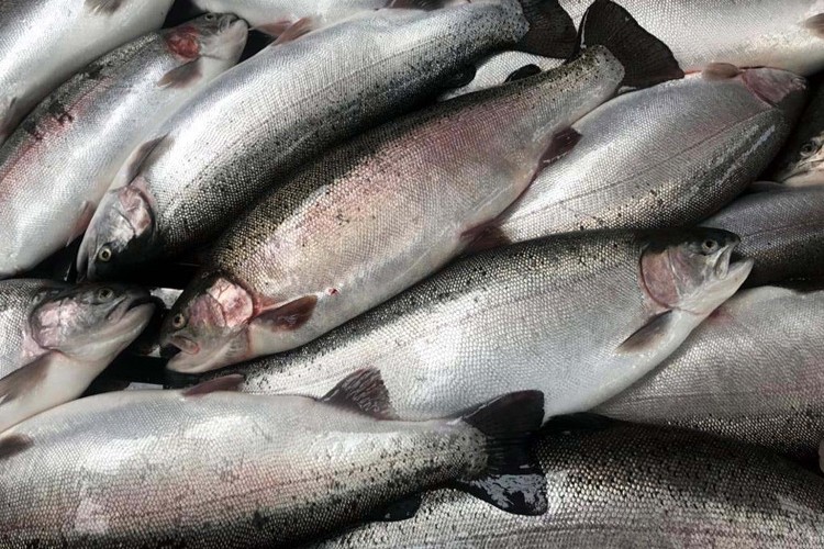 Türk somonu ihracatı yüzde 3 arttı