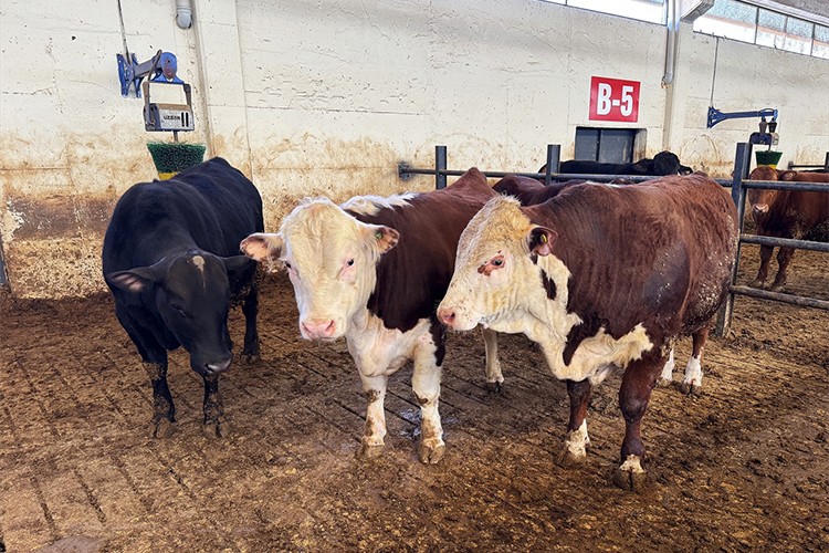 Gübre ihtiyacını karşılamak için besi çiftliği kurdu