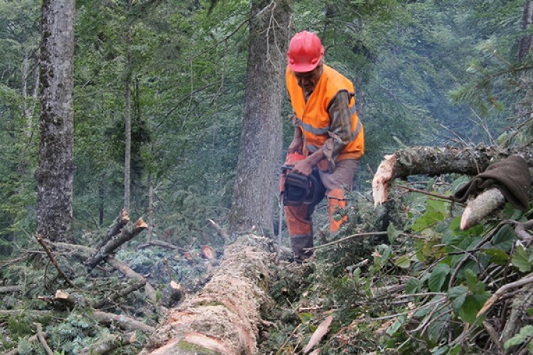 Orman köylüsüne destek