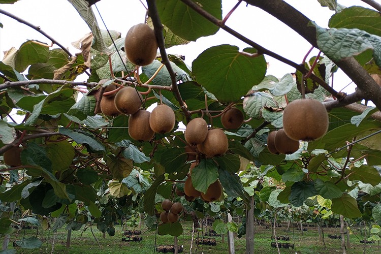 Samsun'da kivi hasat şenliği düzenlendi