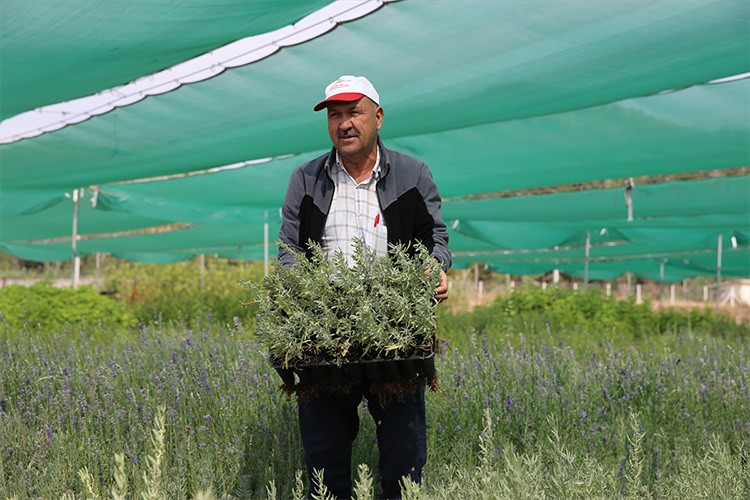 Et ve süt verimini artıran tuz çalısı Eskişehir'de üretiliyor