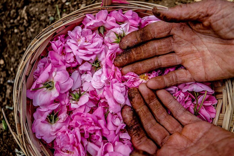 Isparta'da gül çiçeği alım fiyatı 51 liraya yükseltildi