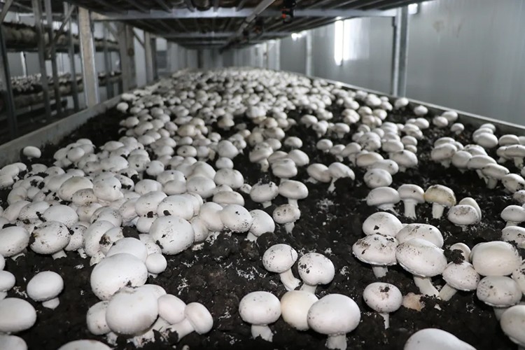 Türkiye'de mantar üretimi artmaya devam ediyor