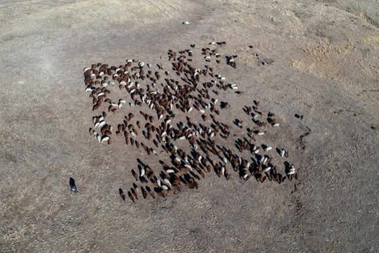 Küçükbaş hayvan kredisi 400 bin liraya çıkarıldı