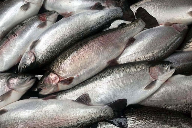 Türk somonu ihracatı 217,1 milyon dolar kazandırdı