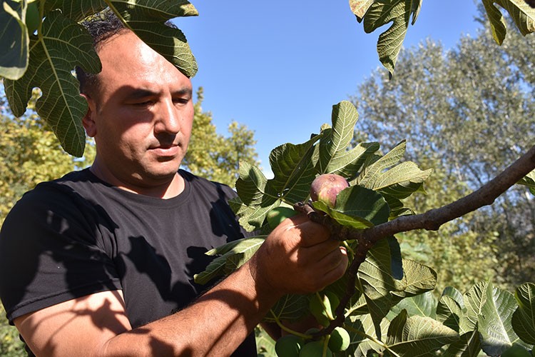 İnhisar'da üretilen incirler büyükşehirlerde tezgahları süslüyor