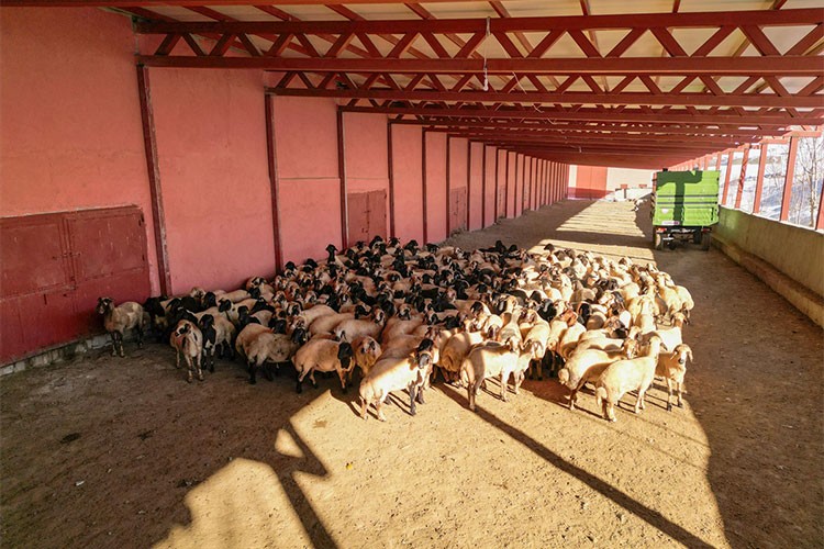 300 küçükbaş hayvanını 9 yılda 3 bin 500'e çıkardı