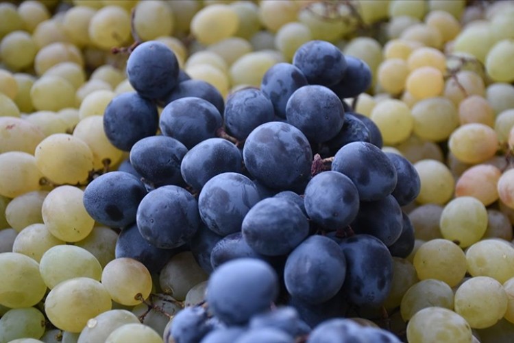 Arapgir'de yetiştirilen üzümler mayısa kadar sofraları süslüyor