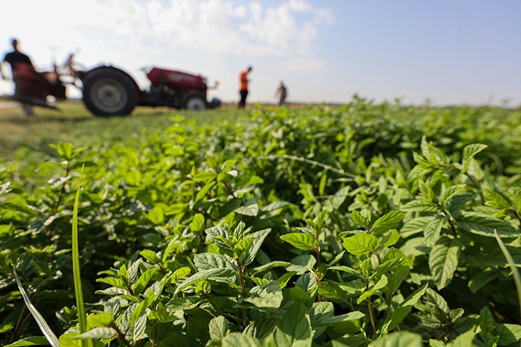 Nane ihtiyacının yüzde 72'si Gaziantep'te üretiliyor
