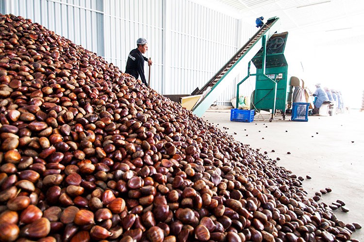 Kestane ihracatında çifte mutluluk