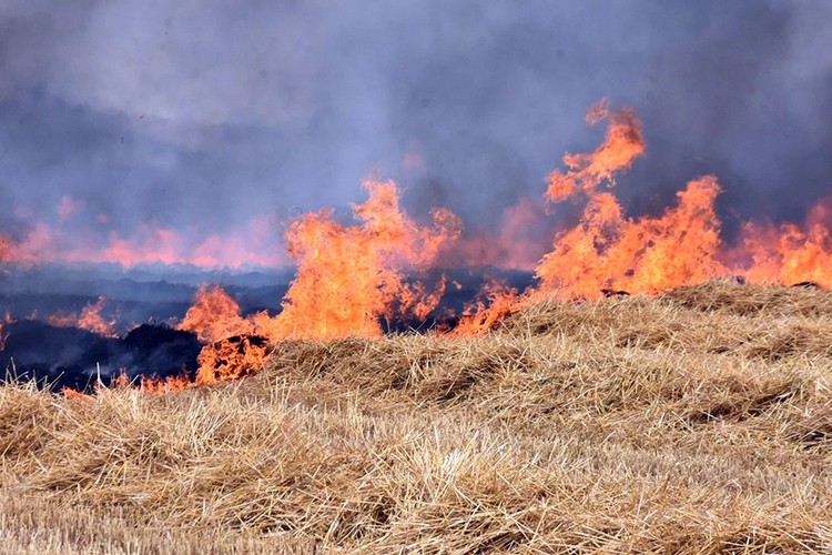 Yangınlarda 2 bin 750 dekar ekili alan zarar gördü