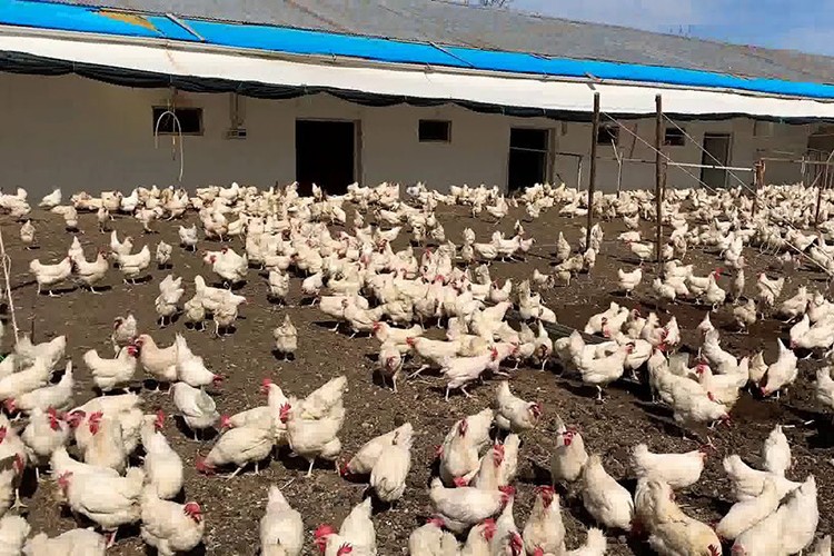 TKDK'dan, kanatlı hayvan yetiştiriciliğine destek