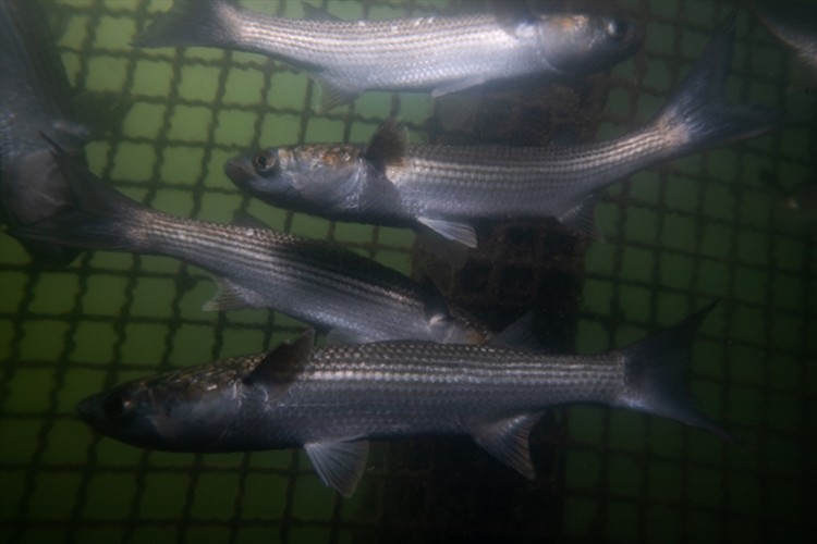 Dalyan Kanalı'nda balıkçıların sıcak havadaki zorlu mesaisi