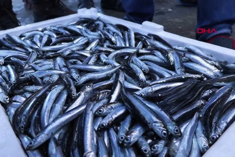Ordu'da balık tezgahlarında hamsi bolluğu yaşanıyor