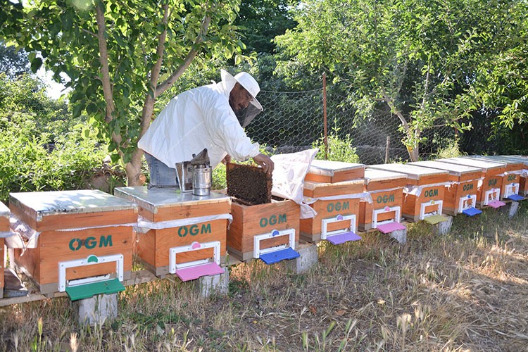 Odun Dışı Orman Ürünleri'nde dünya liderliğine oynuyoruz