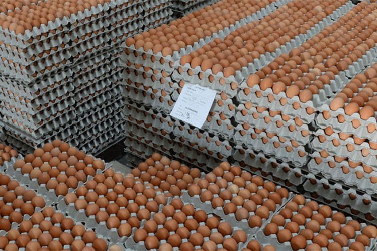 Tavuk yumurtalarının ihracatı kayda bağlandı