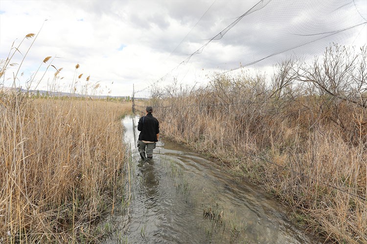 Iğdır'daki Aras Kuş Cenneti'nde ilkbaharda 1200 kuş halkalandı
