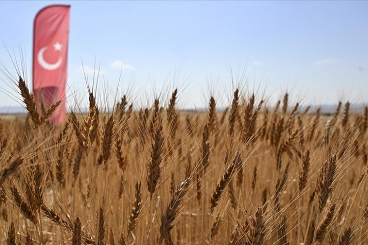 Tarım ve Orman Bakanı Yumaklı, yerli ve milli buğday çeşitlerinin hasadına katıldı