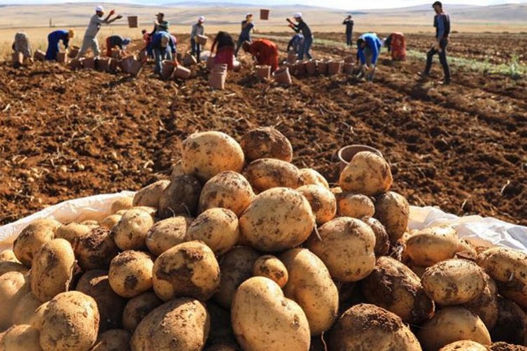 En fazla düşüş patateste oldu