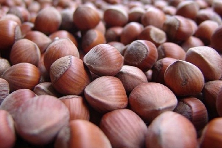 Giresun'da fındık 132-140 lira arasında işlem görüyor