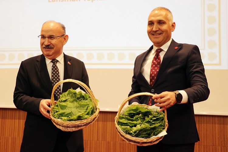 Coğrafi işaretle tescillenen "Manisa asma yaprağı" tanıtıldı