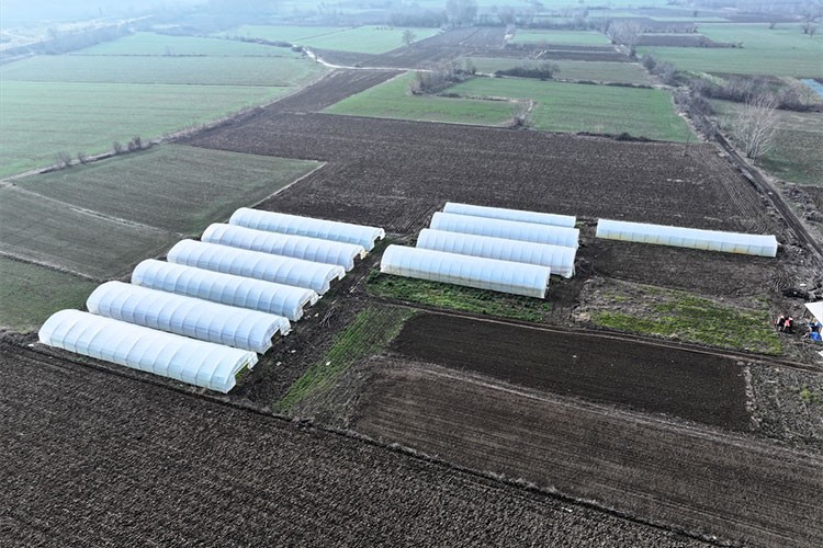 Edirne'de seralara sağlanan devlet desteği üreticinin yüzünü güldürdü