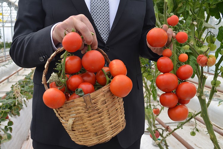 Volkanik cürufla yetiştirilen domateslerin hasadına başlandı