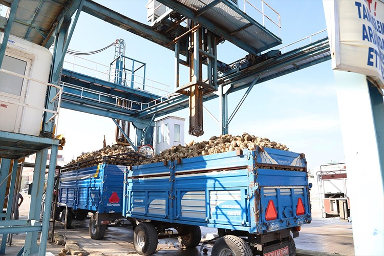 Amasya Şeker Fabrikası'nda pancar alımı başladı
