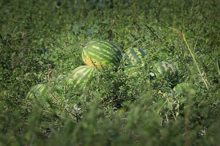Bafra Ovası'nda karpuzda 100 bin ton rekolte bekleniyor