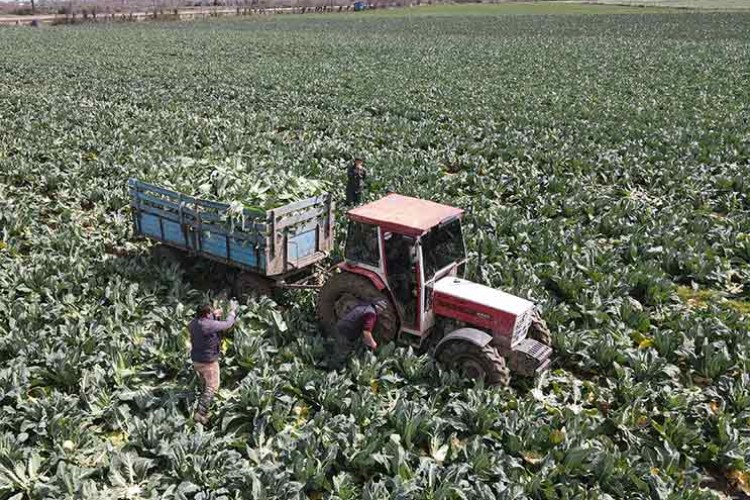 Bafra Ovası'ndan karnabahar ihracatı