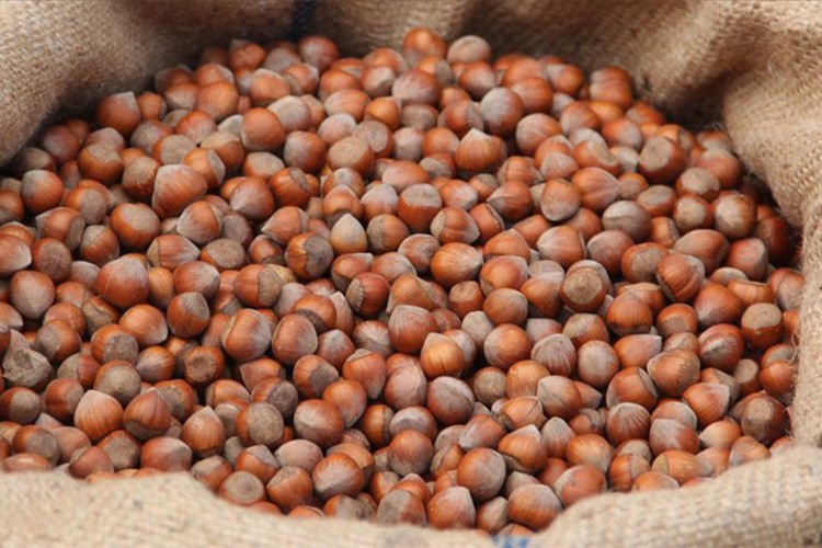 Giresun'da fındığın kilogramı 140-145 liradan işlem gördü