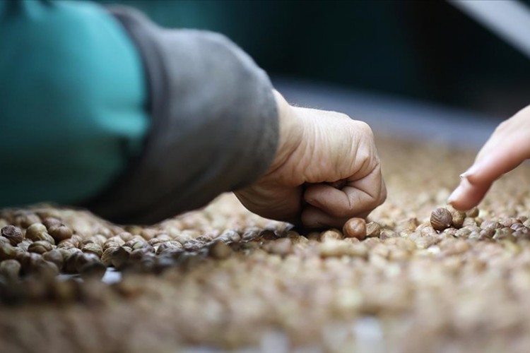 Düzce'den 9.7 bin ton işlenmiş iç fındık ihracı