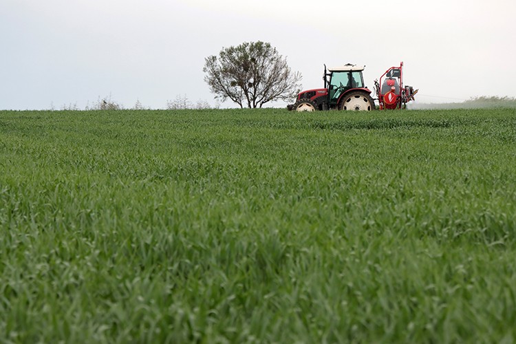 Bahar yağmurları yüksek rekolte beklentisini artırdı