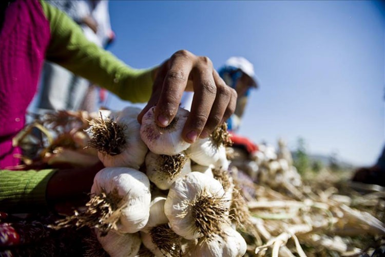 Araban sarımsağına AB tescili için son aşamaya gelindi