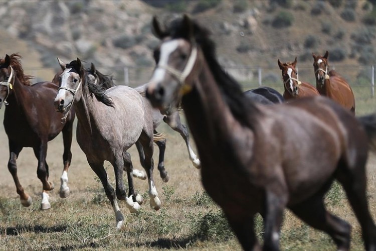 TİGEM 15 safkan Arap koşu tayı satacak