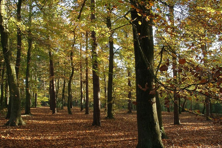 Bazı alanlar orman sınırları dışına çıkarıldı
