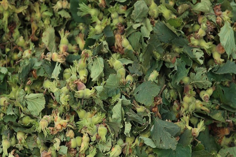 Giresun'da fındık fiyatı yeni haftaya 130 liradan başladı