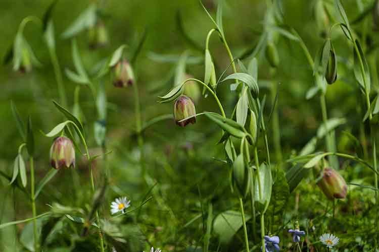 Çam Dağı'nın etekleri açan ters lalelerle renklendi