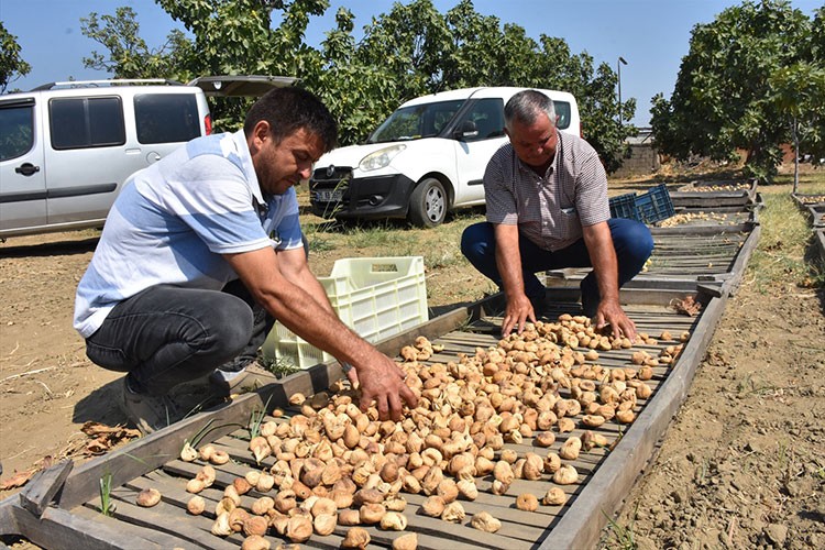 Aydın'da sezonun ilk kuru incirinin kilogramı 400 liradan satıldı