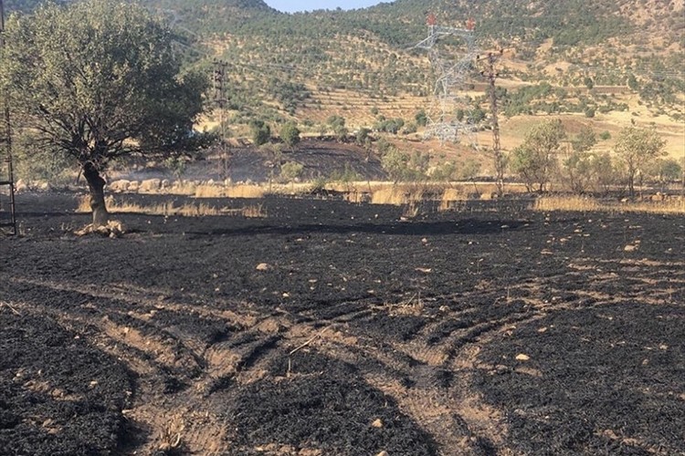 Şırnak'ta yaklaşık 50 dönüm buğday ekili alan yandı