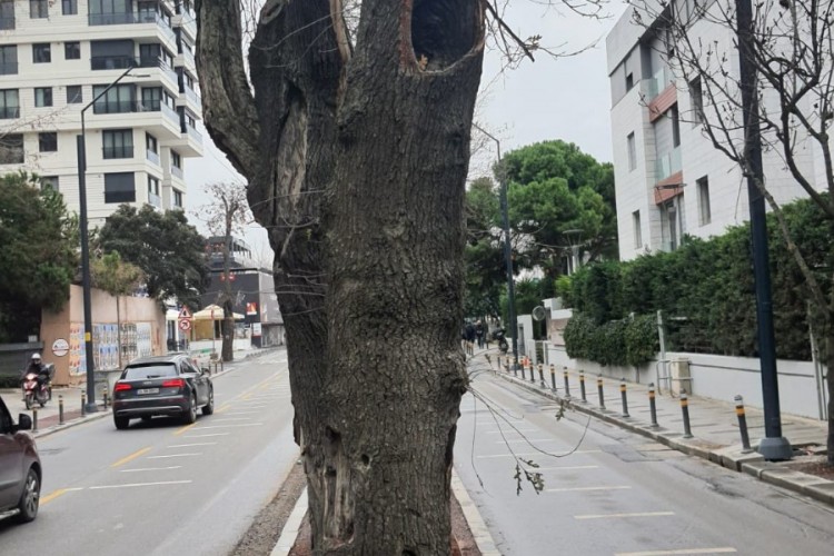 Kadıköy'de hasta ağaçların yerine yenileri dikilecek